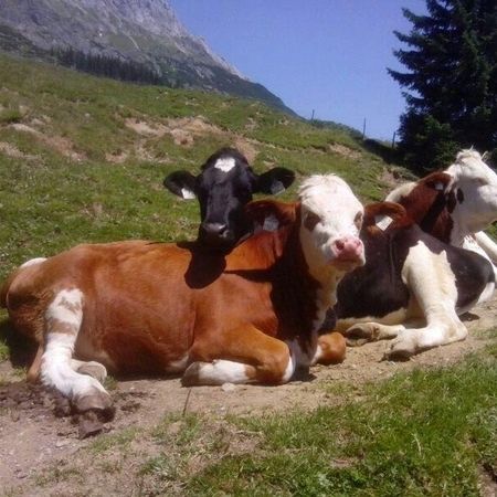 Drei Kühe, die sich unter einem klaren blauen Himmel auf grünem Gras ausruhen, umgeben von Bergen und Bäumen