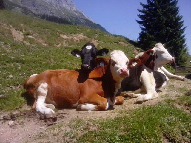 Drei Kühe auf einem sonnigen Hügel, umgeben von grünem Gras und Bäumen